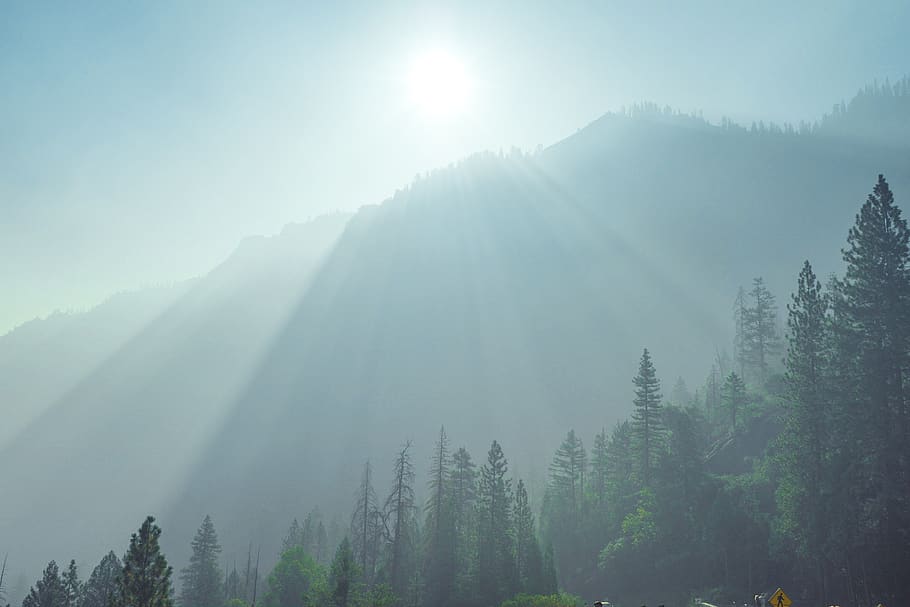 tree, fog, plant, beauty in nature, scenics - nature, tranquility HD wallpaper