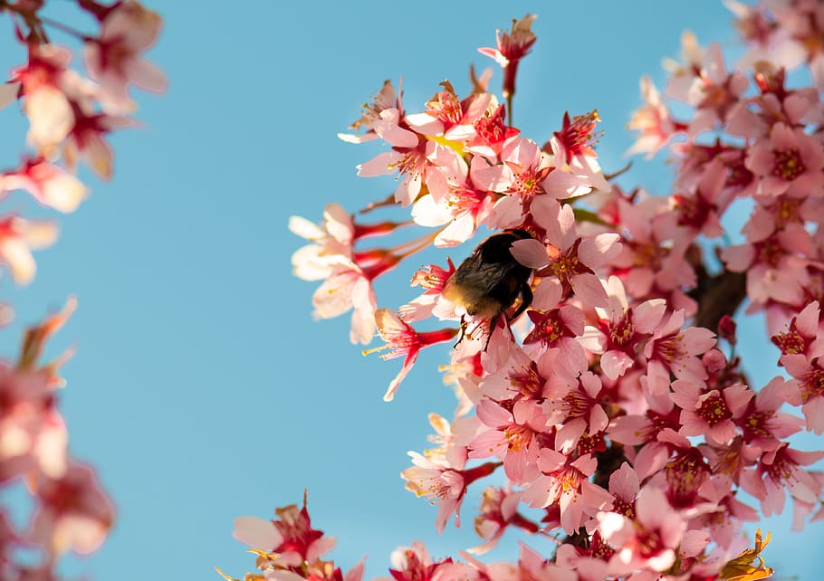 cherry blossom flowers, flowering plant, animal themes, fragility HD wallpaper