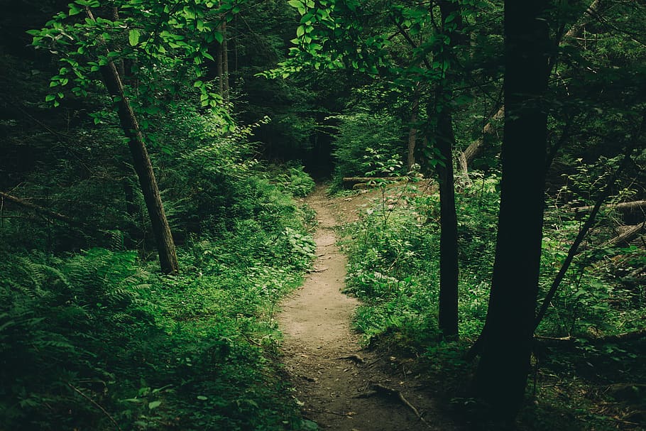 plant, tree, forest, land, growth, tranquility, footpath, beauty in nature HD wallpaper