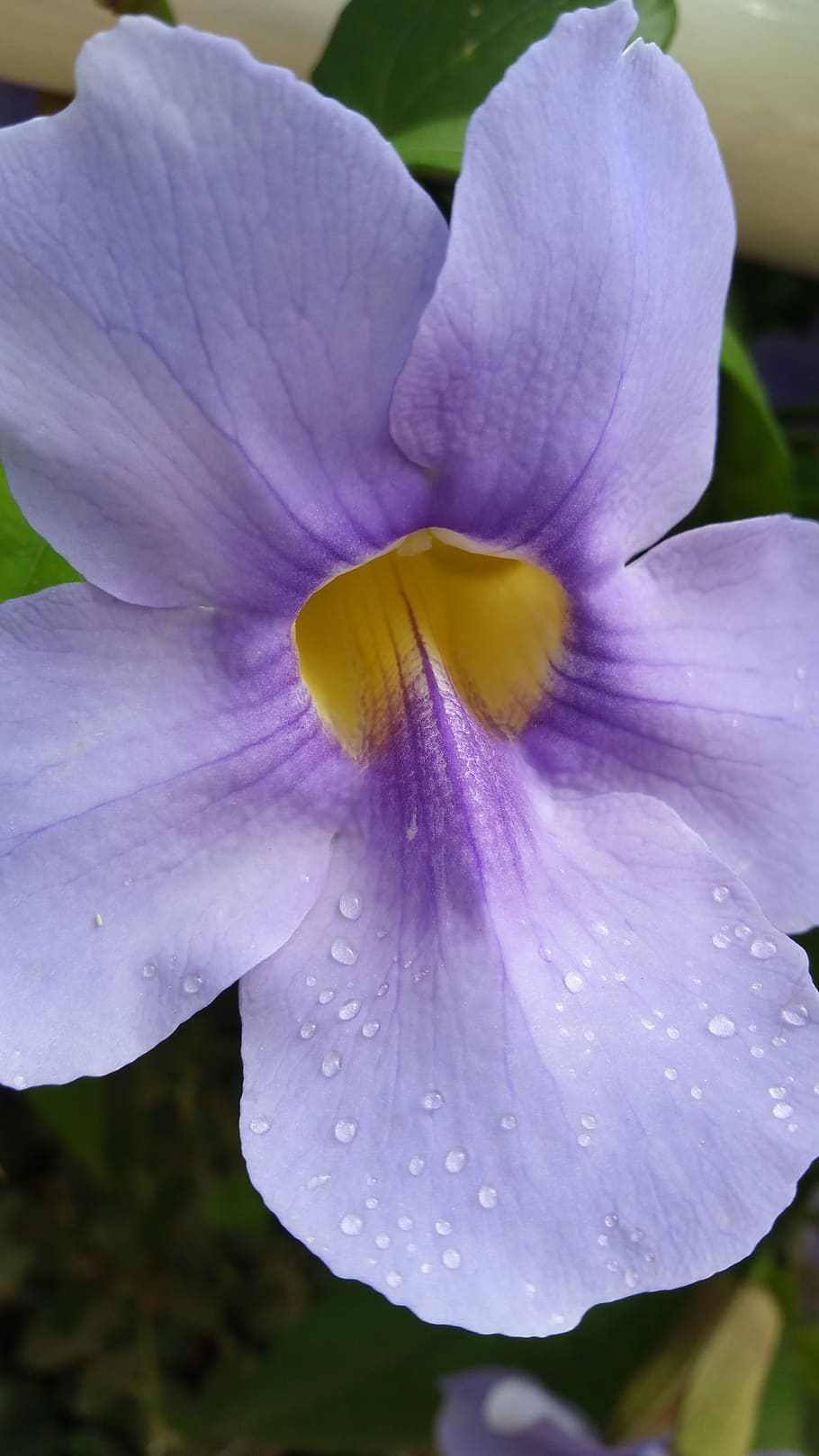 flower, light purple, lavender, bloom, nature, spring, violet HD wallpaper