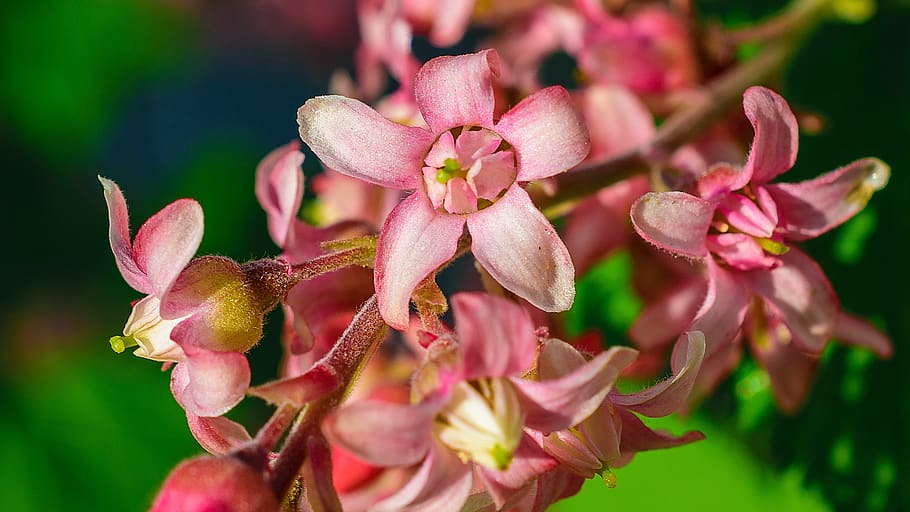 nature, spring, blossom, bloom, pink, flora, macro, natural HD wallpaper