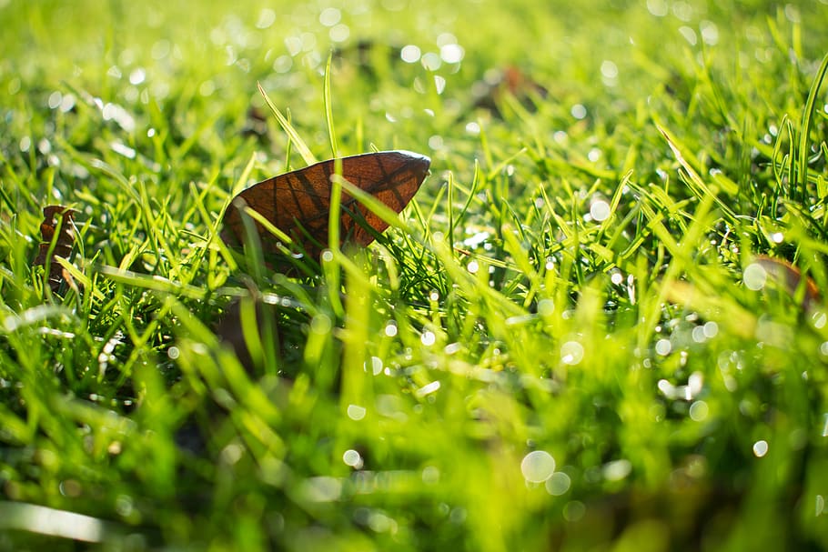 belgium, oudenaarde, eine, plant, grass, green color, selective focus HD wallpaper