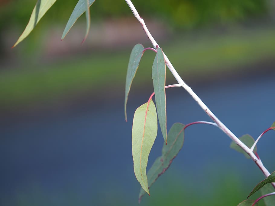 leaves, eucalyptus, tree, plant, plant part, growth, leaf, focus on foreground HD wallpaper