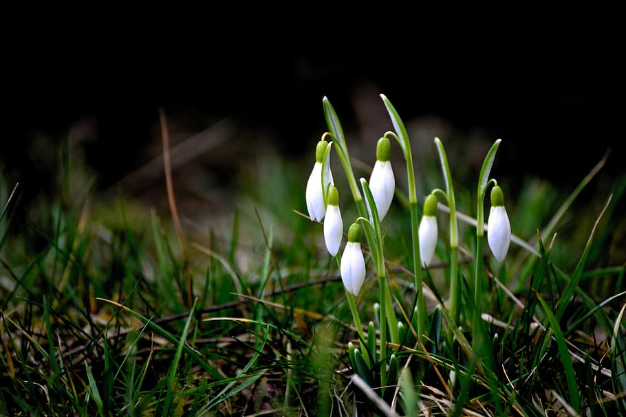 snowdrop, early bloomer, winter, white, signs of spring, nature HD wallpaper