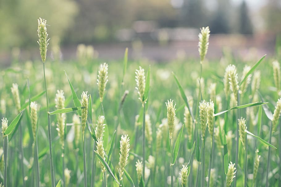 ear, outdoor, cloud, field, outside, plain, kernel, non urban HD wallpaper