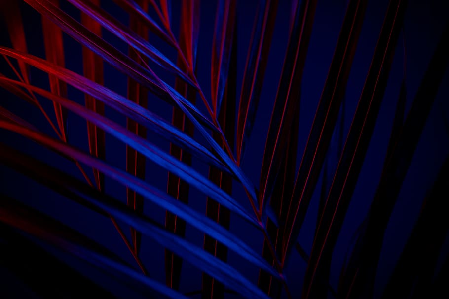 Photo Of A Plant, dark, blue, illuminated, no people, indoors HD wallpaper