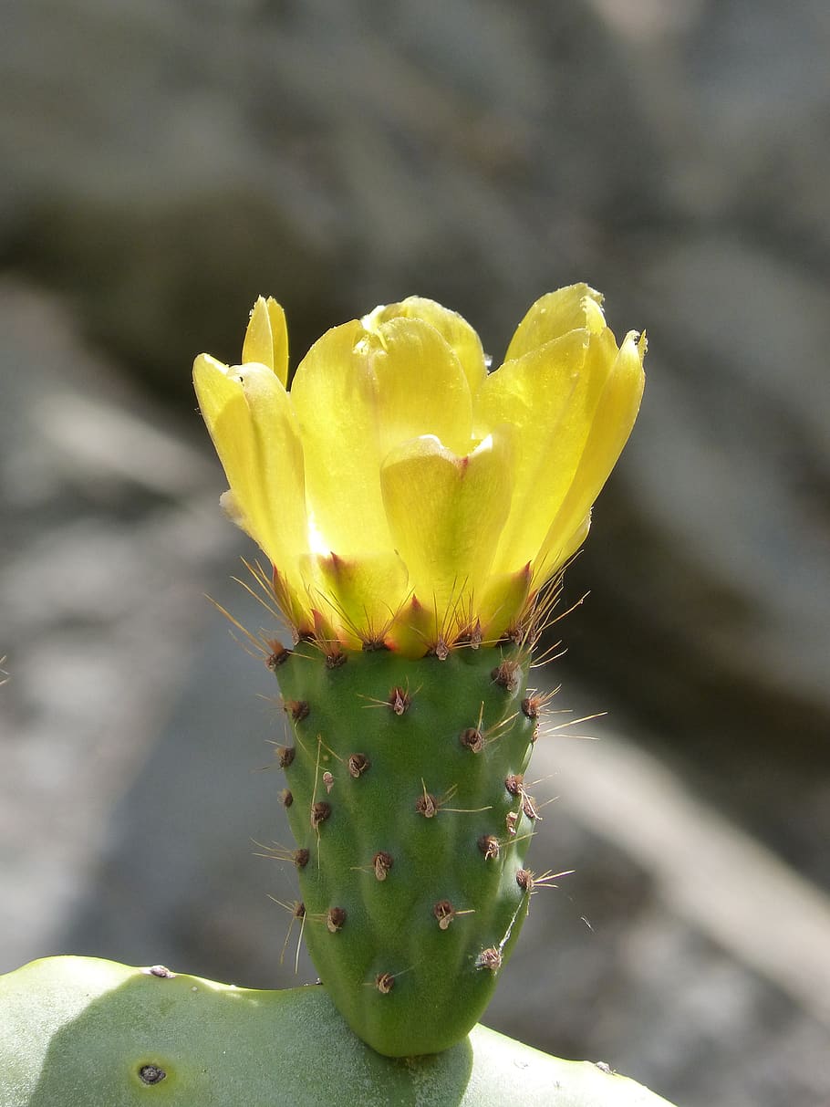 cactus, flor de nopal, prickly pear cactus, flower, flowering plant, HD wallpaper