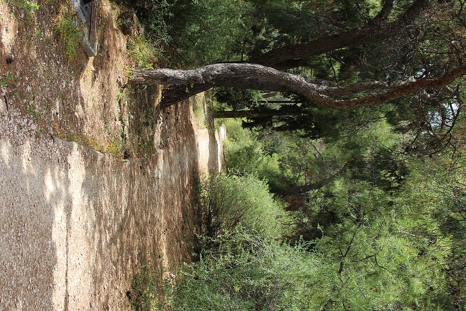 greece, athens, path, walk, forest, hike, tree, plant, growth HD wallpaper