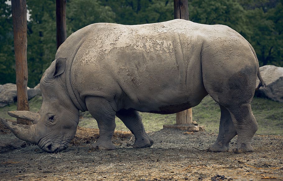 grey rhinoceros, animal themes, animal wildlife, mammal, animals in the wild HD wallpaper