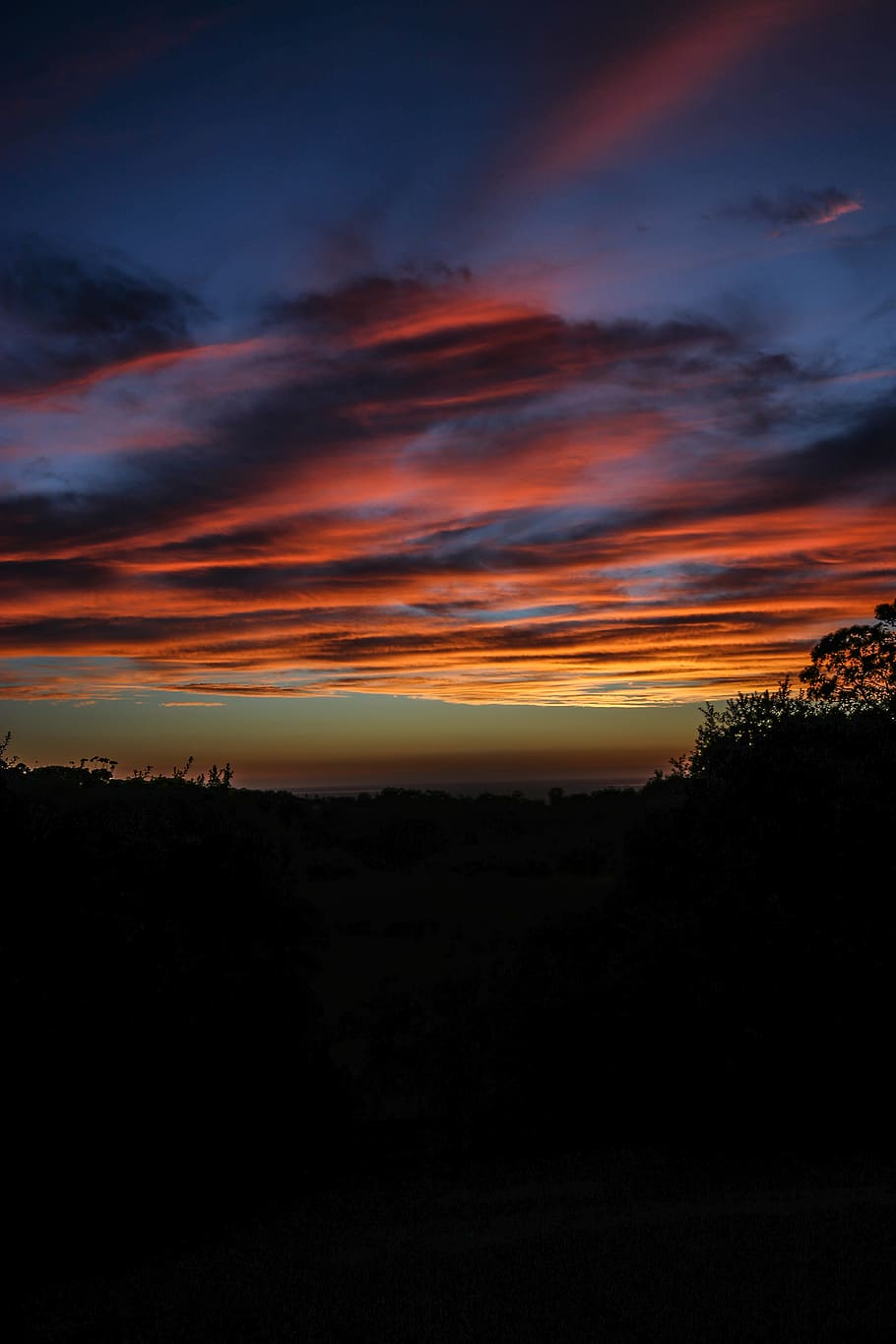 australia, south australia, sunset, trees, silhouette, portrait, HD wallpaper