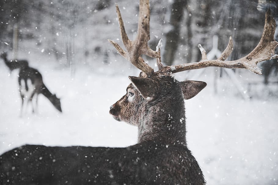 deer looking through snow, winter, cold temperature, animal, mammal HD wallpaper