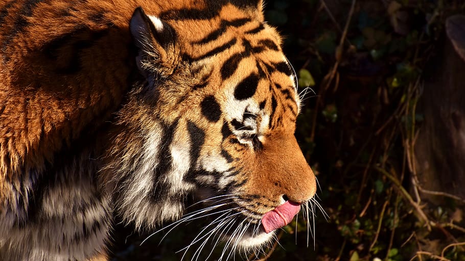 tiger, predator, fur, beautiful, dangerous, big cat, animal world HD wallpaper
