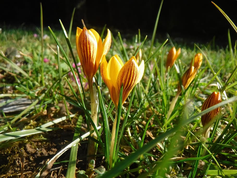 crocus, spring, yellow, flower, nature, plant, growth, fragility HD wallpaper