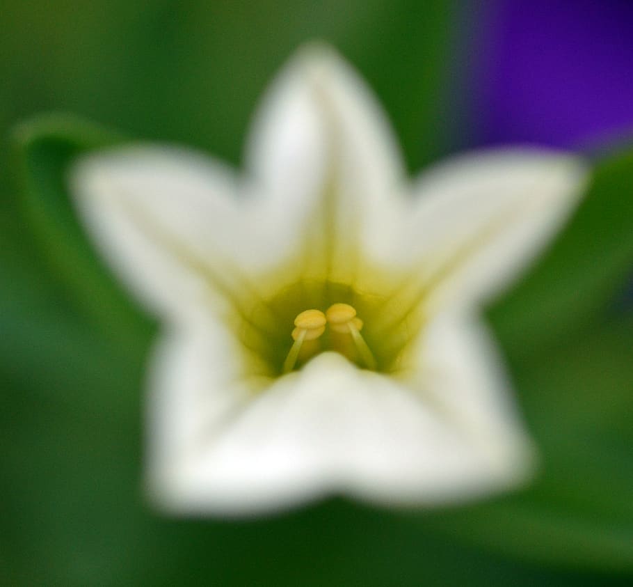 macro, flora, flower, flowering plant, close-up, vulnerability HD wallpaper