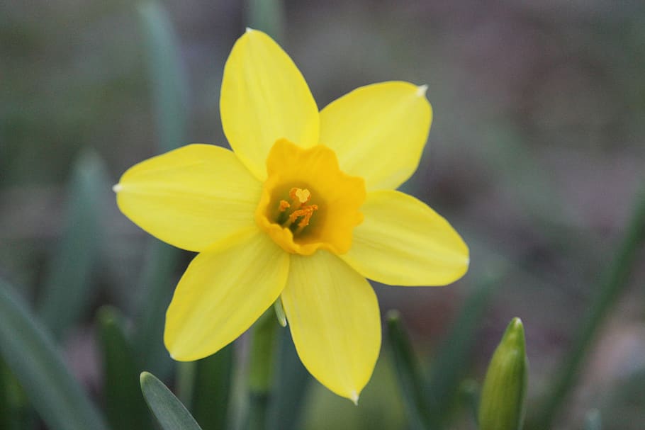 daffodil, flower, yellow, spring, bloom, nature, garden, flowering plant, HD wallpaper