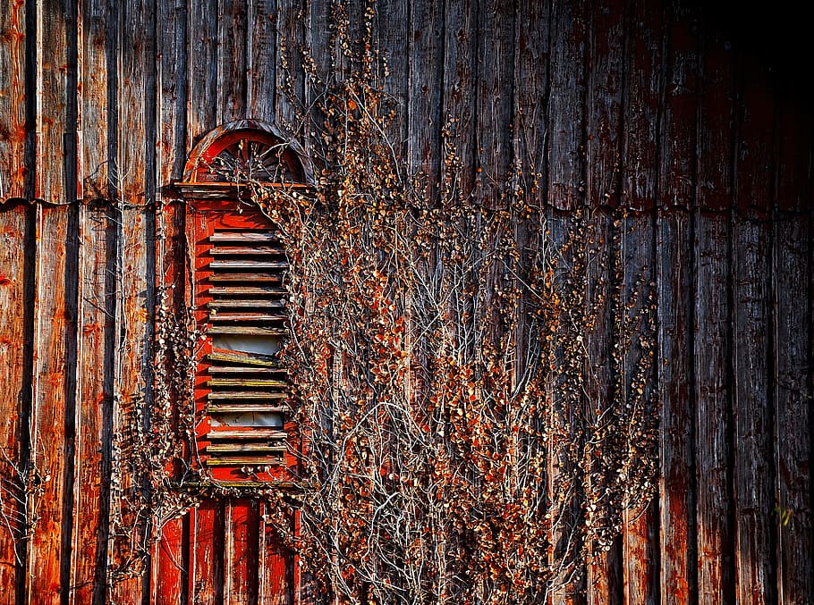 brown wooden board, wall, plant, window, shutter, climbing, barn HD wallpaper