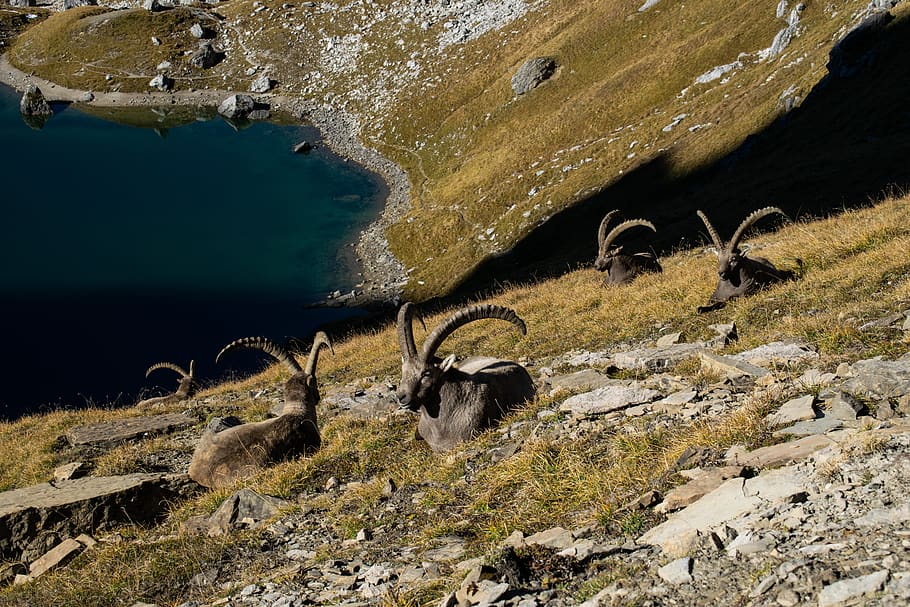 alps, ibex mountain, animals, corners, fauna, nature, lake HD wallpaper
