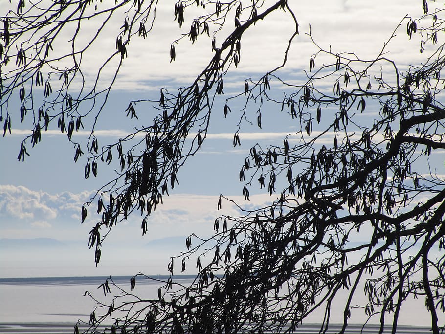 branches, leaves, bright, light, sky, cloud, winter, white HD wallpaper