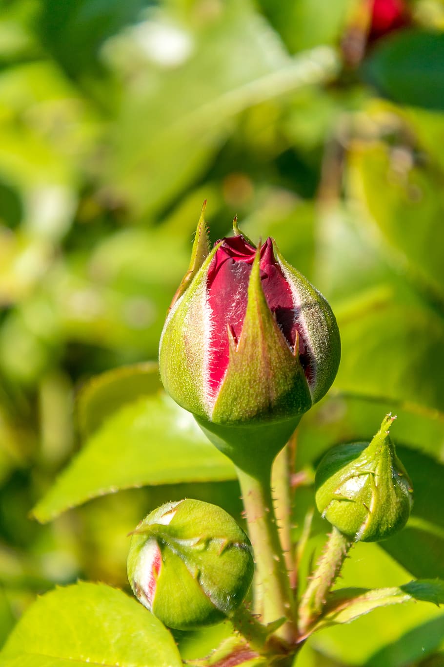 rose, red, flower, blossom, bloom, plant, love, nature, romantic HD wallpaper