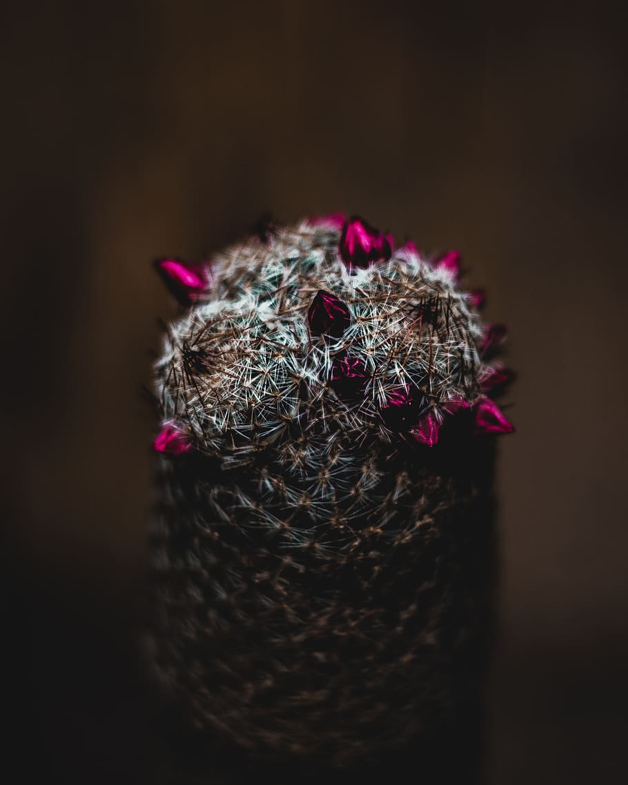 cactus, cacti, flowers, buds, beauty, nature, gemstones, thorns HD wallpaper