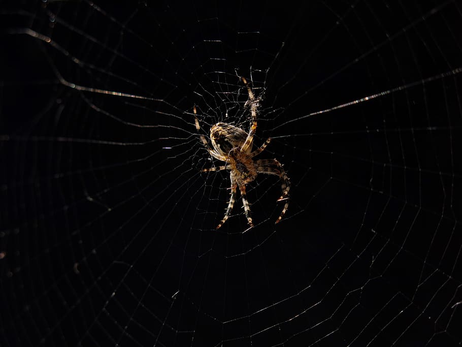 garden spider, spider of the year 2010, araneus, web, cobweb, HD wallpaper