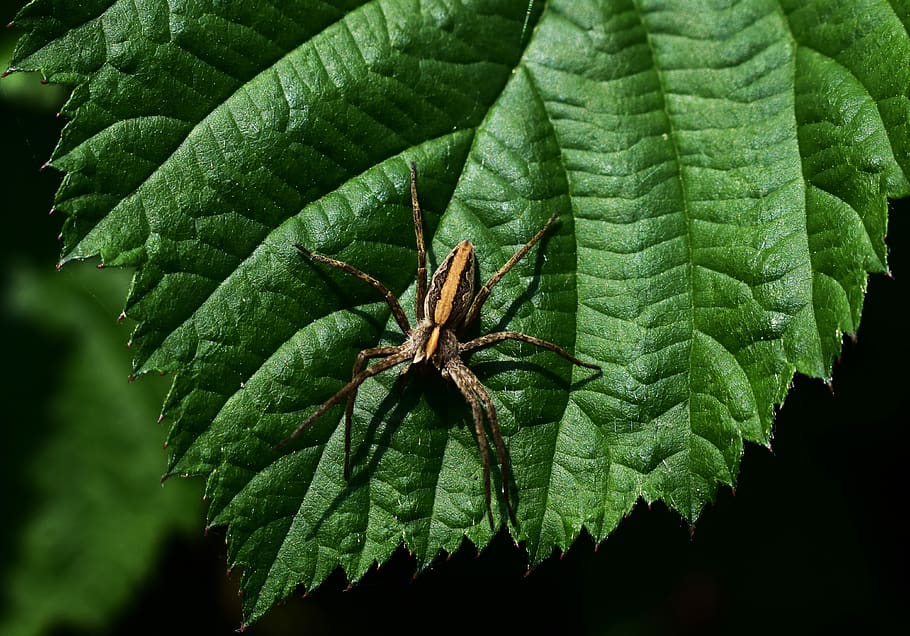 spider, green, plants, green color, plant part, leaf, close-up HD wallpaper