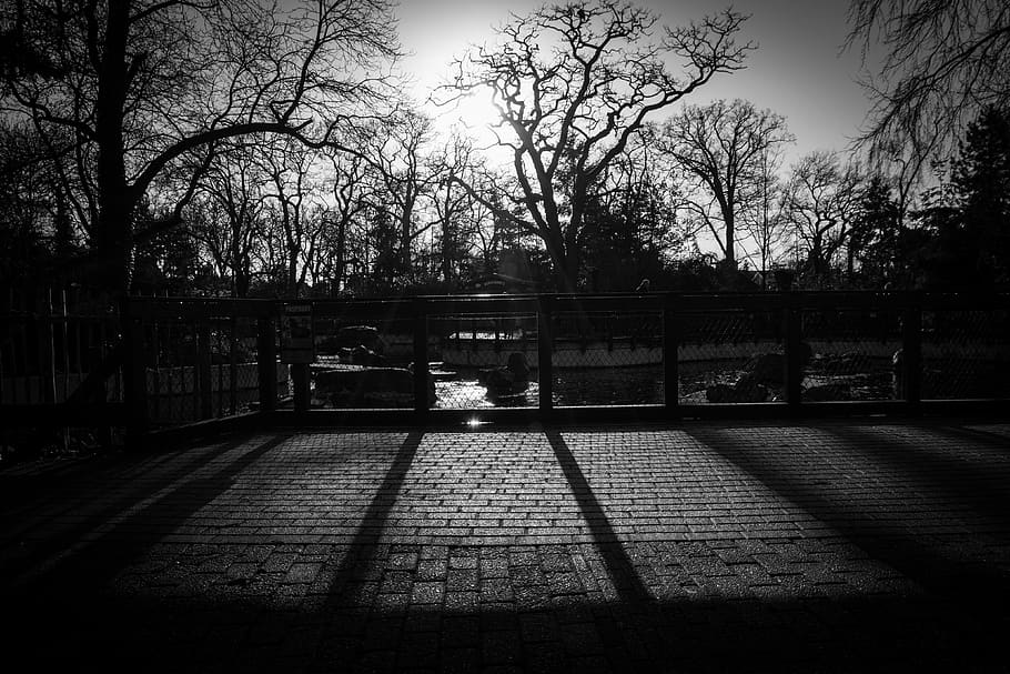 trees, fence, cobblestone, shadows, black and white, plant HD wallpaper