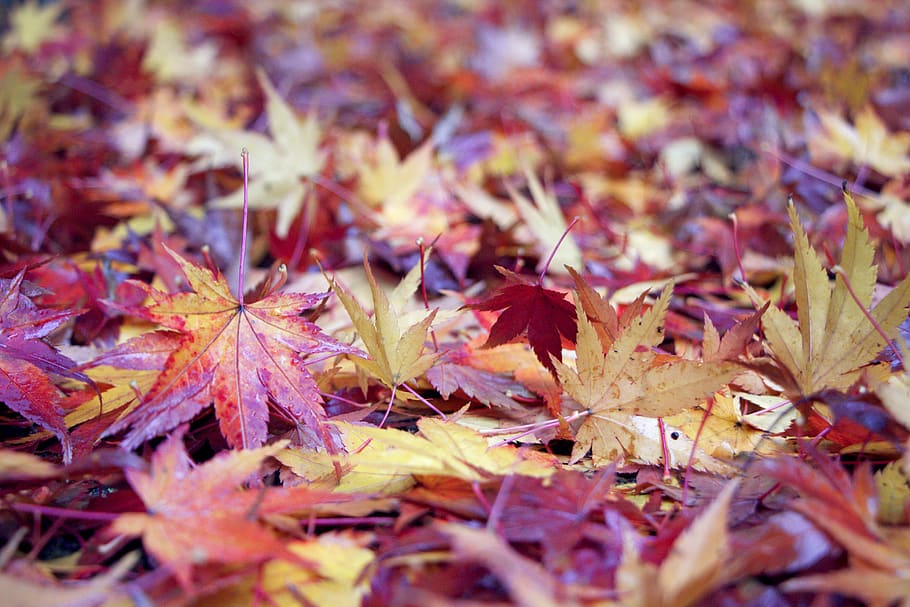 leaves, maple, autumn, fall, red, gold, orange, yellow, ground HD wallpaper