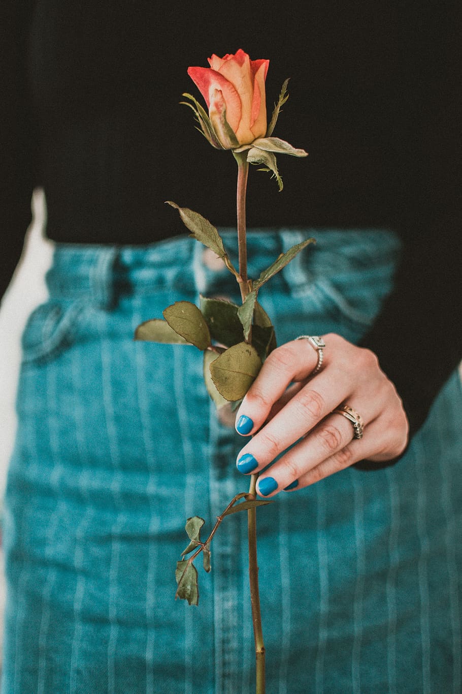 Person Holding Red Rose, beautiful, blooming, blossom, close-up, HD wallpaper