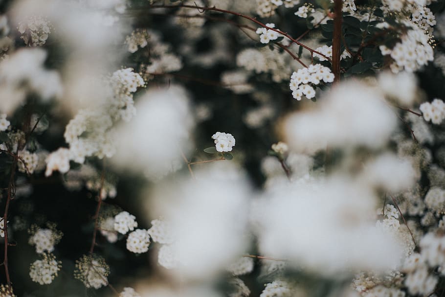 white-petaled flower, plant, blossom, cotton, cherry blossom HD wallpaper