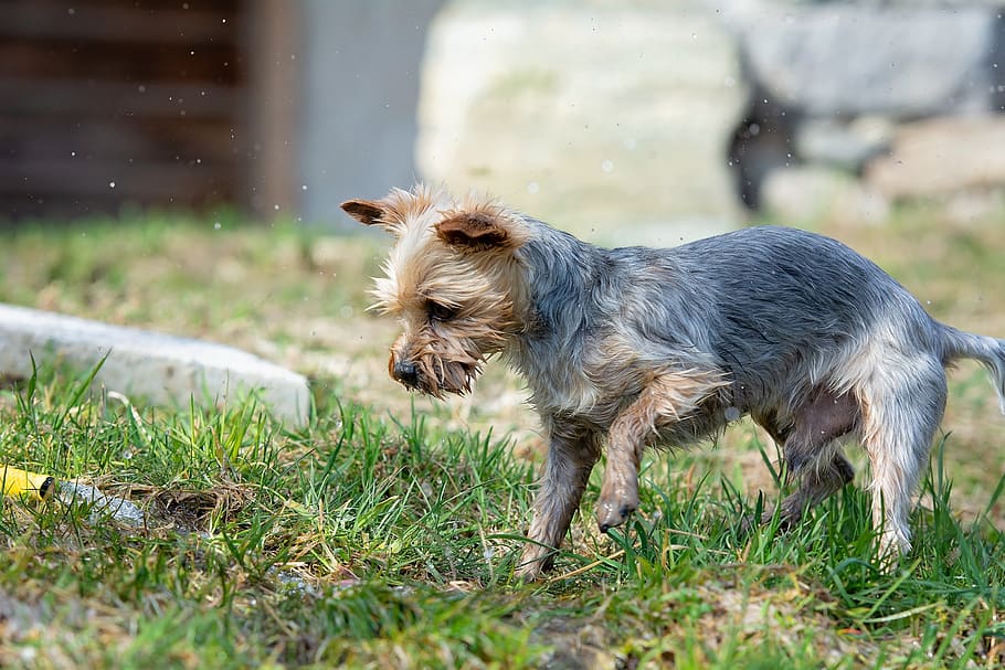 dog, water, wet, playful, garden, meadow, nature, out, yorki, HD wallpaper