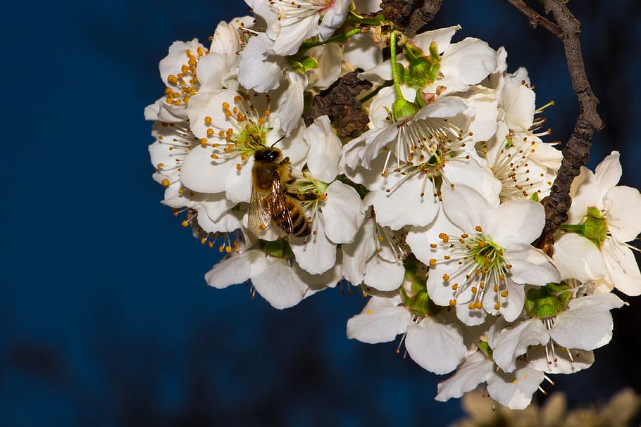 iran, tehran, mellat park, tree, trees, bee, animal, insects HD wallpaper