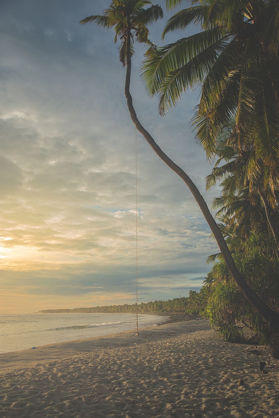 coconut tree, outdoors, nature, water, shoreline, sea, ocean HD wallpaper