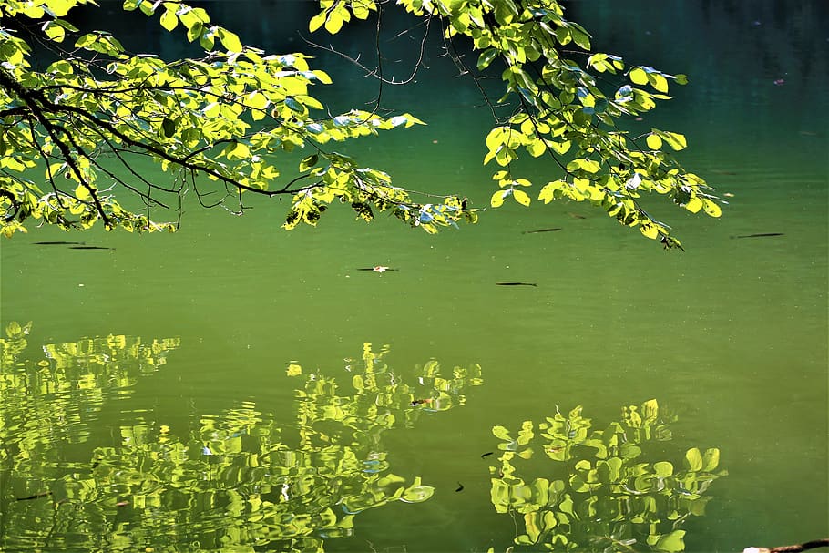 reflection, water, tree, forest, nature, lake, calm, plant HD wallpaper