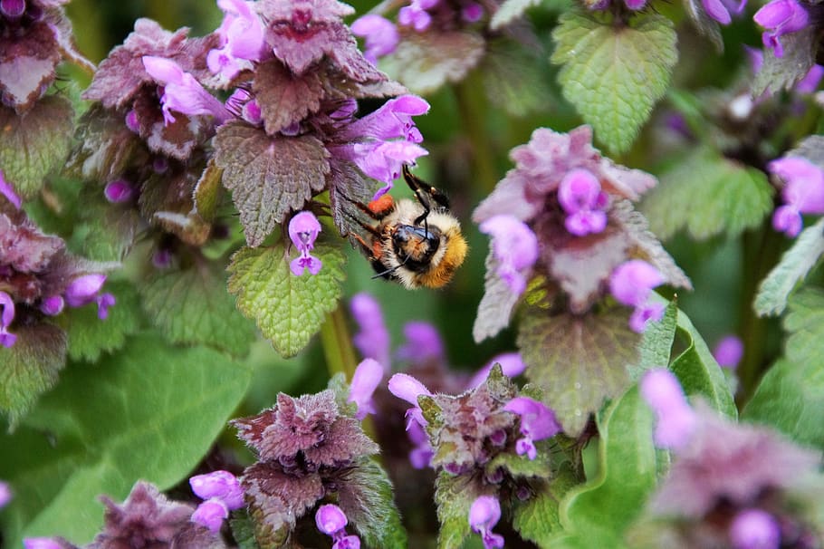 bumble-bee, drone, suck, flower, violet, kvítek, insect, medonosná HD wallpaper
