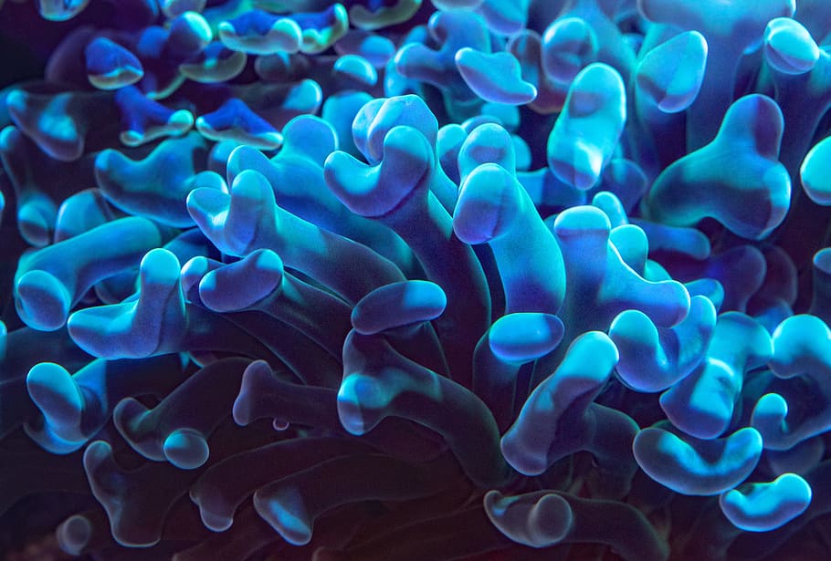 blue coral, underwater, sea, sea life, marine, animals in the wild HD wallpaper