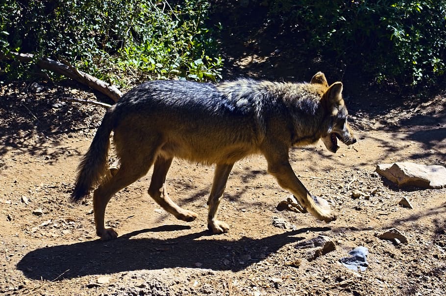 mexican grey wolf, arizona-sonora desert museum, tucson, dry