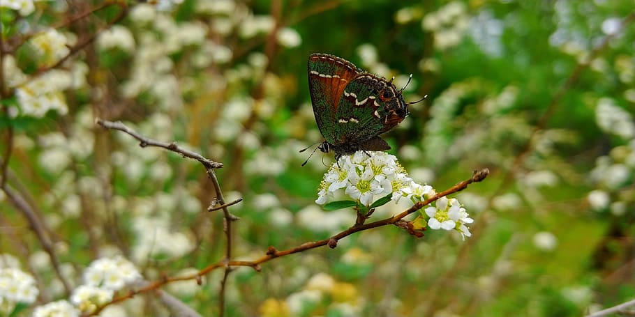 bugs, butterfly, nature, flower, animal themes, animal wildlife HD wallpaper