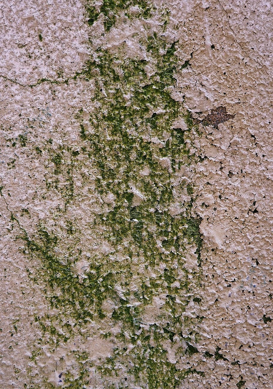 ground, soil, plant, rock, road, algae, gravel, dirt road, tar HD wallpaper