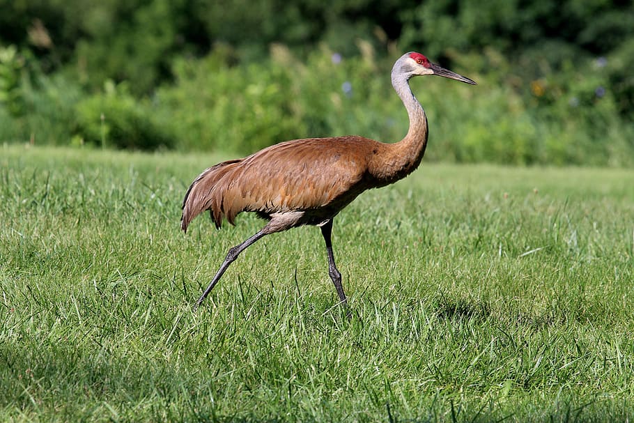 crane, field, nature, feather, meadow, birds, wildlife, grass HD wallpaper
