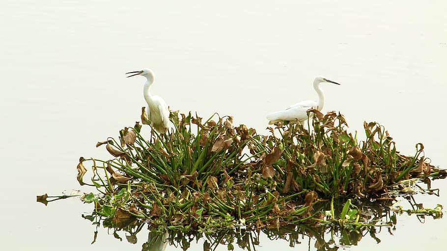 little, egret, pair, bird, avian, water, water bird, white HD wallpaper