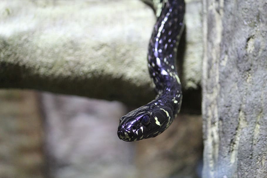 snake, snake head, black snake, animal themes, one animal, reptile HD wallpaper