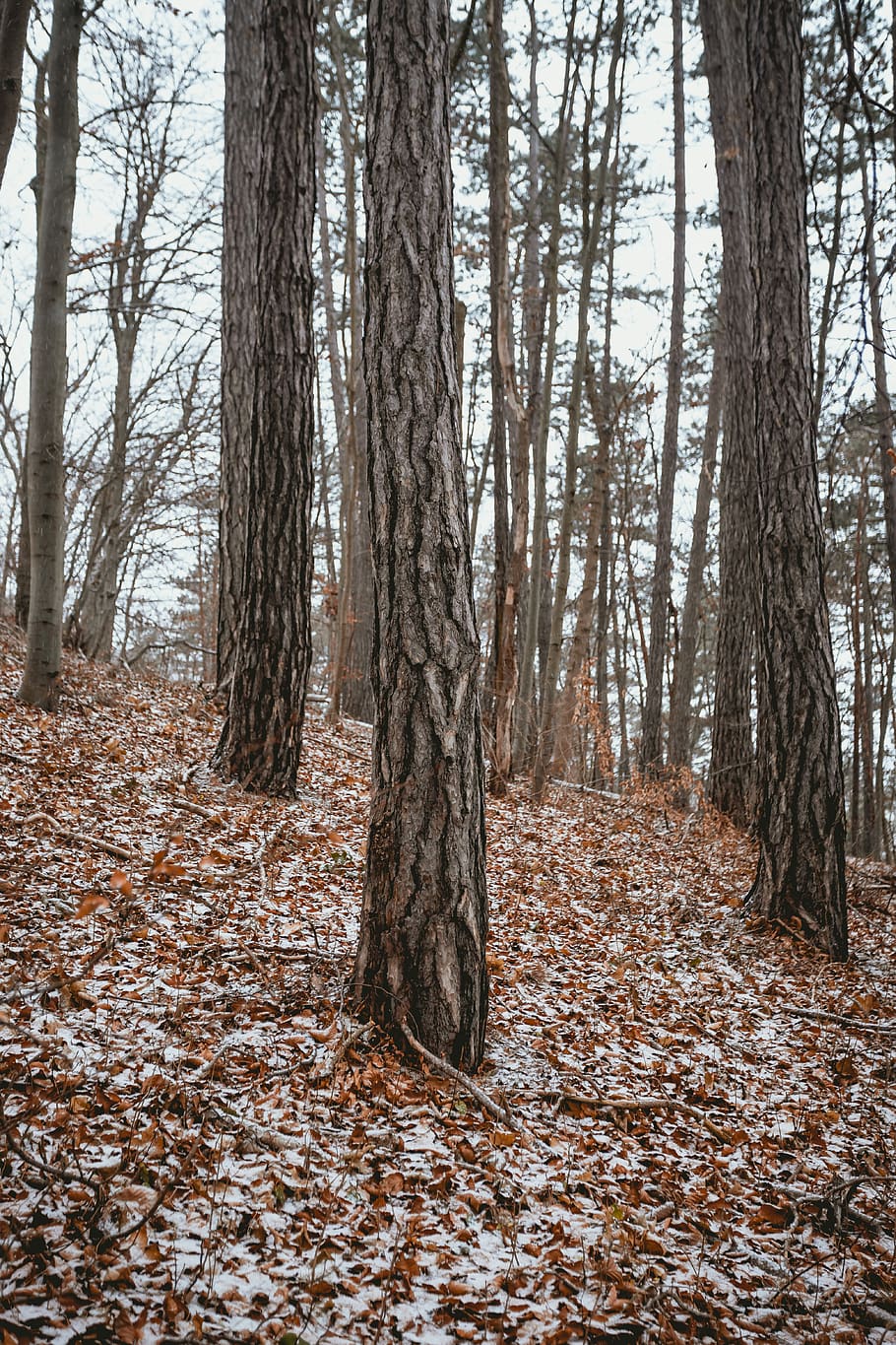 brown forest, tree, tree trunk, land, plant, woodland, tranquility HD wallpaper