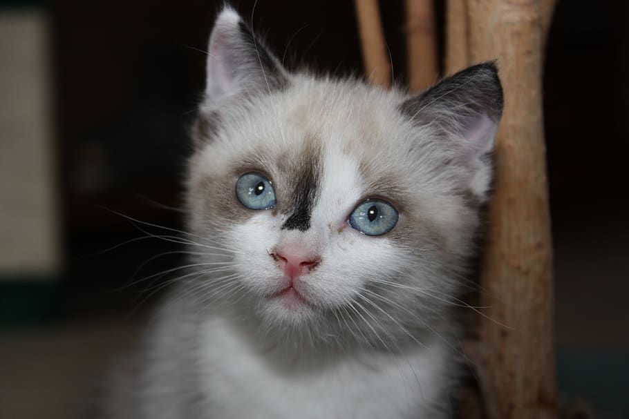 animals, cat, portrait, head, mammals, eyes, kitten, domestic HD wallpaper