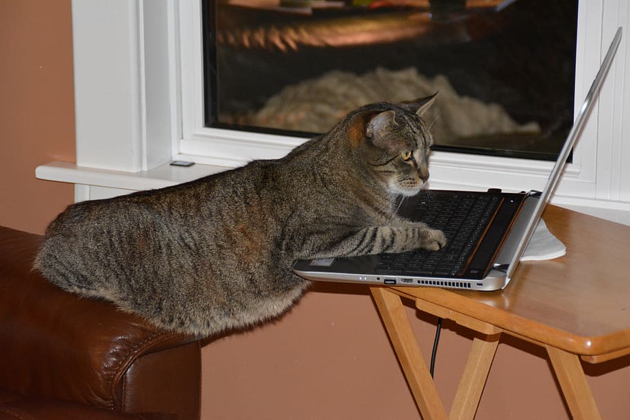 canada, whitney, technology, reading, tech cat, pet, whitney nb, HD wallpaper