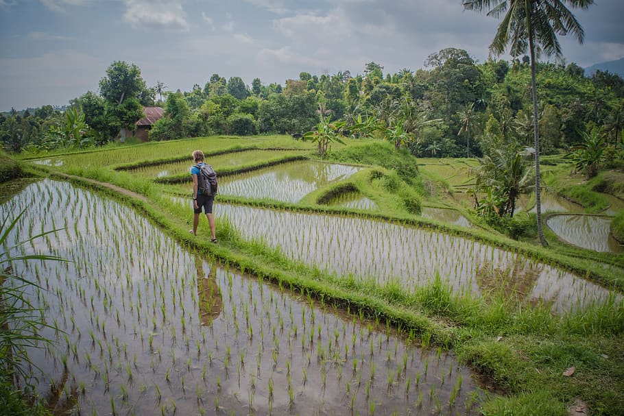 man walking beside wheat field, plant, rice paddy, rice - cereal plant HD wallpaper
