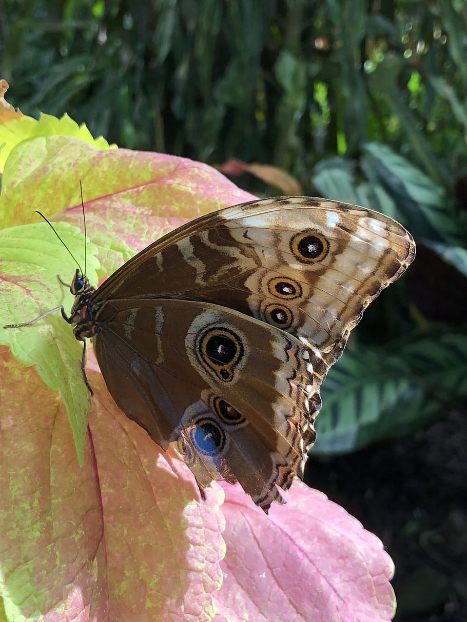 butterfly, insect, animals in the wild, animal themes, animal wildlife HD wallpaper