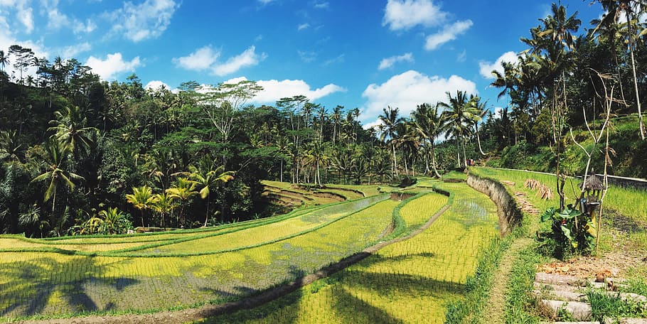 indonesia, bali, tree, plant, green color, sky, scenics - nature HD wallpaper