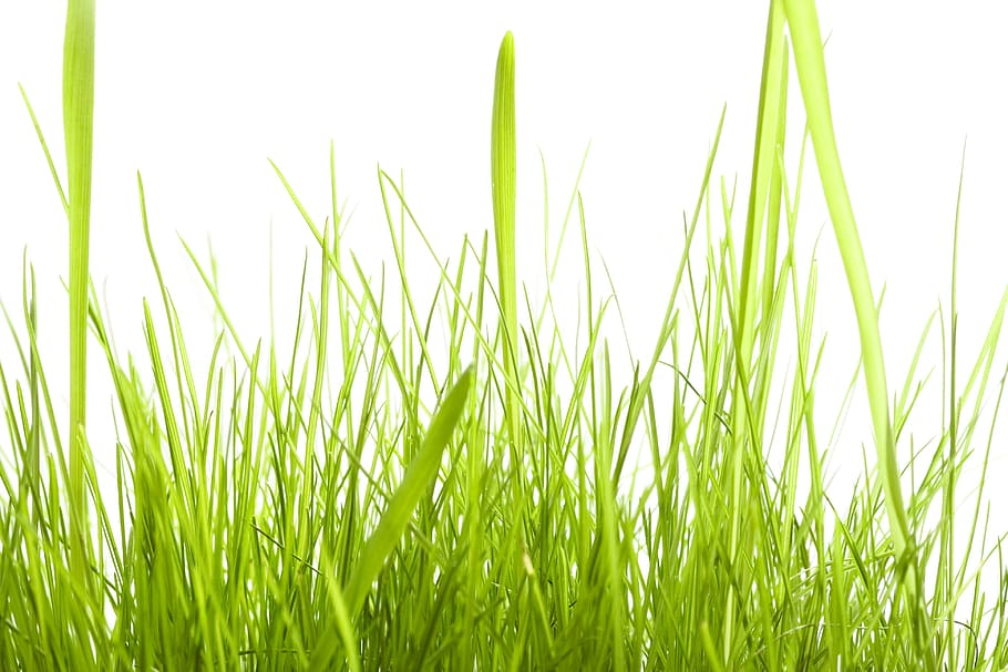 con2011, background, field, fresh, garden, grass, green, growth HD wallpaper