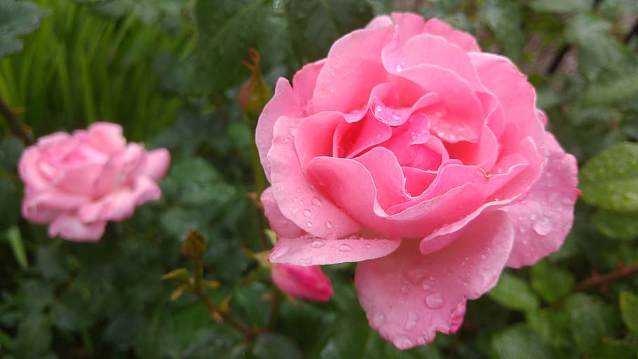 flower, rose, garden, rain, flowering plant, beauty in nature HD wallpaper